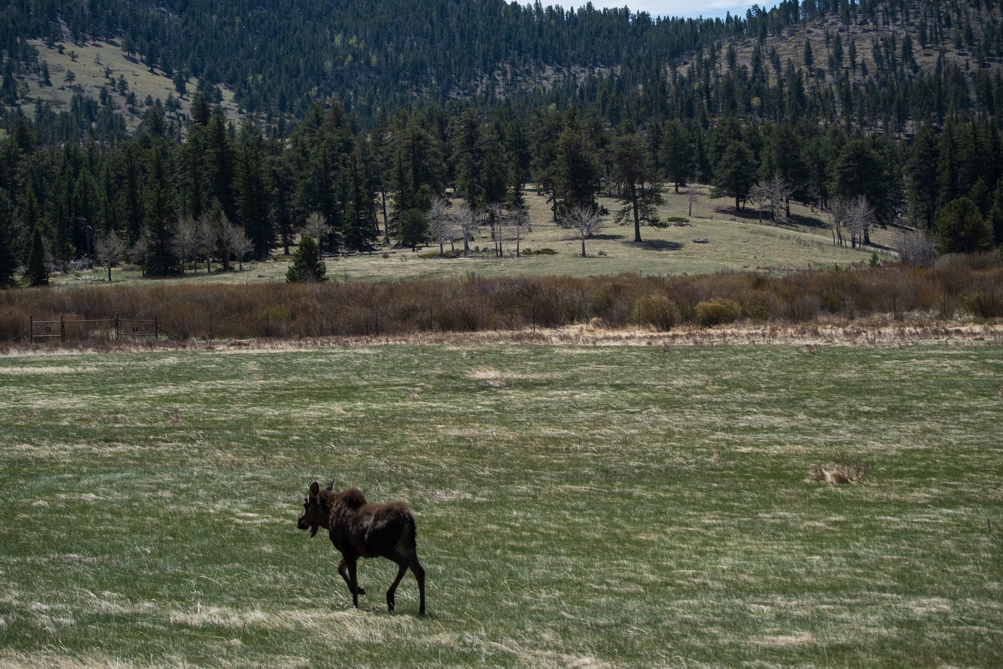 Hunting C2s with Nuclei