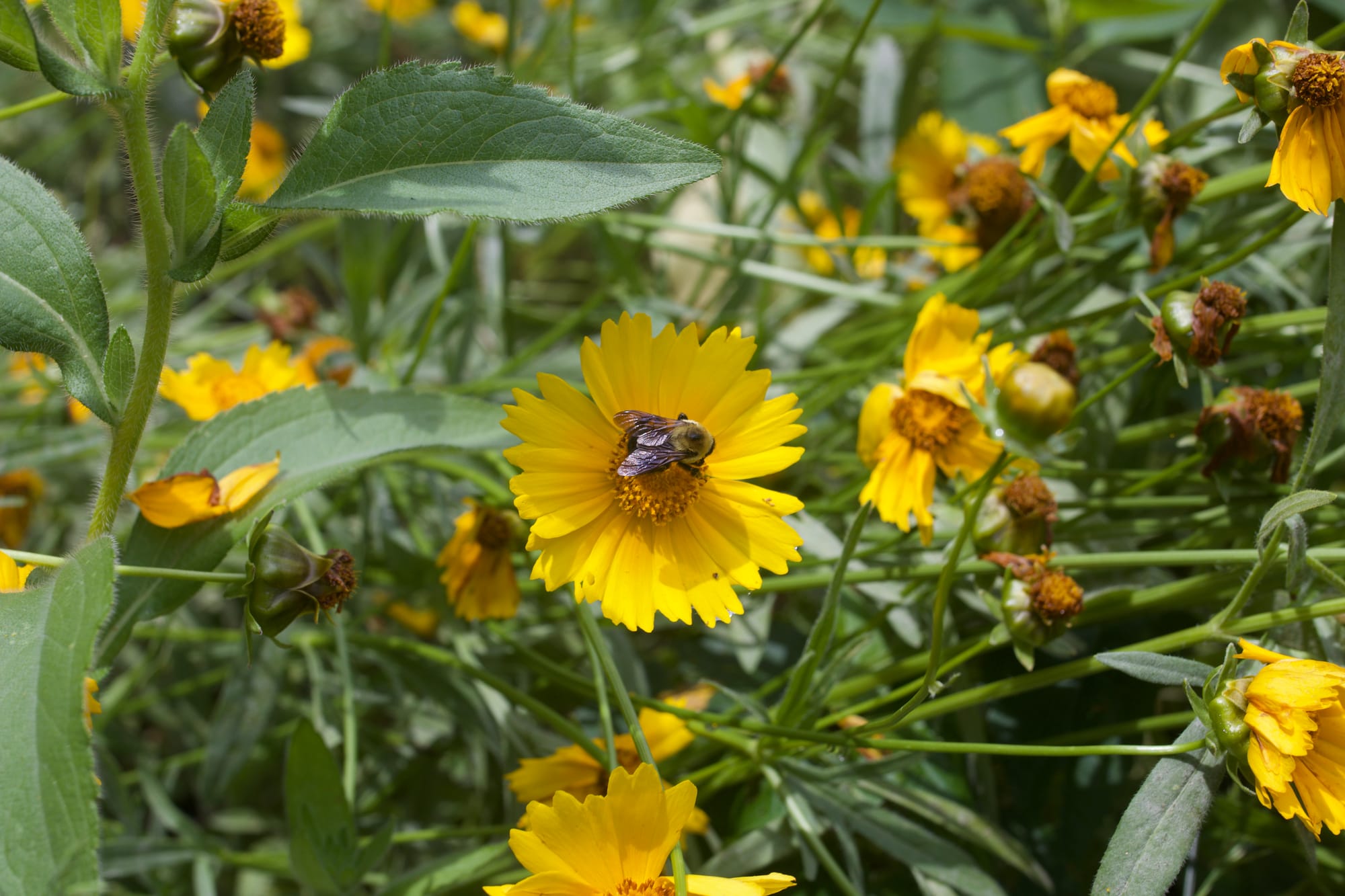 Abusing Code Signing Certificates