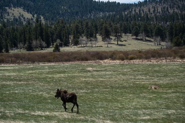 Hunting C2s with Nuclei